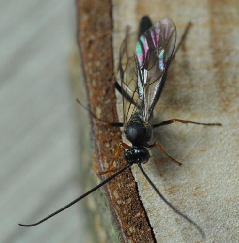 Réf. 253 815 : Dusona sp.